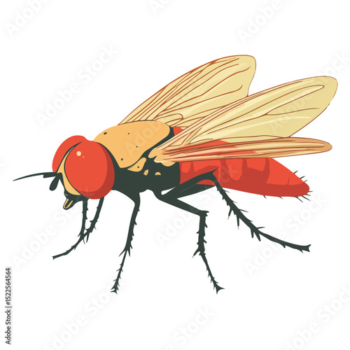 fruit fly, insect, animal, vector, transparent background, biology, drosophila melanogaster, nature, wing, isolated, small