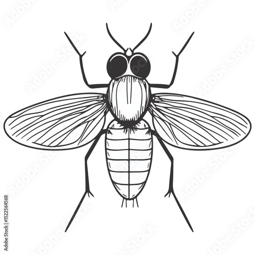 fruit fly, insect, animal, vector, transparent background, biology, drosophila melanogaster, nature, wing, isolated, small