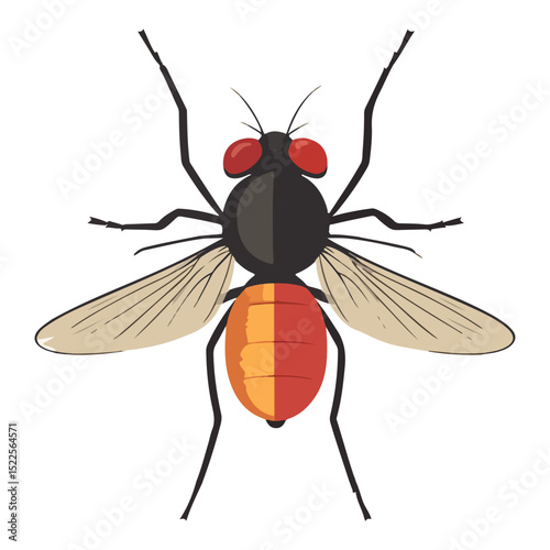 fruit fly, insect, animal, vector, transparent background, biology, drosophila melanogaster, nature, wing, isolated, small