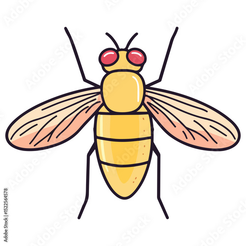 fruit fly, insect, animal, vector, transparent background, biology, drosophila melanogaster, nature, wing, isolated, small