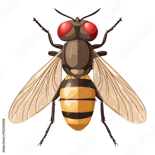 fruit fly, insect, animal, vector, transparent background, biology, drosophila melanogaster, nature, wing, isolated, small