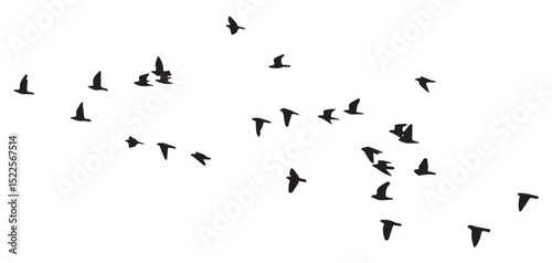 flock of birds