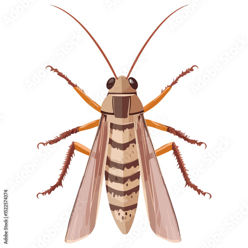 locust, insect, animal, vector, transparent background, creature, grasshopper, isolated, pest, wild, nature, predator, wildlife