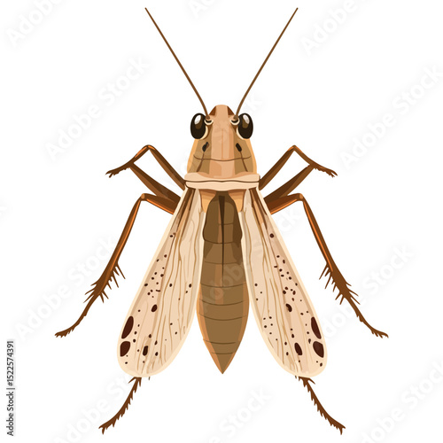 locust, insect, animal, vector, transparent background, creature, grasshopper, isolated, pest, wild, nature, predator, wildlife