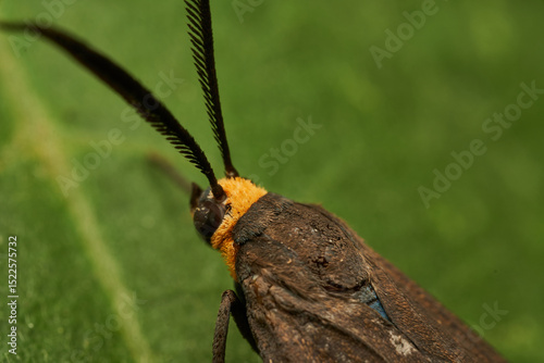 Macro moth resting on green leaf