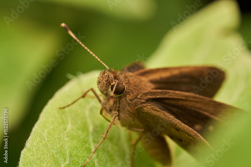 Macro moth resting on green leaf