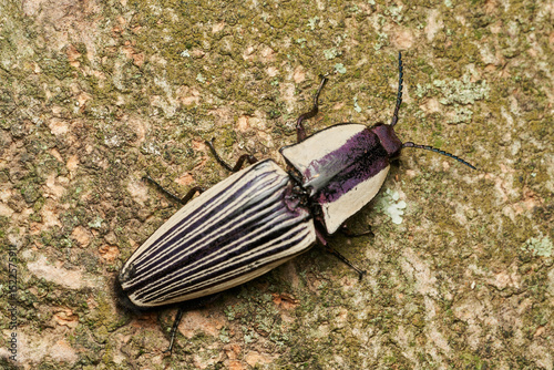 Brown insect blending on tree bark