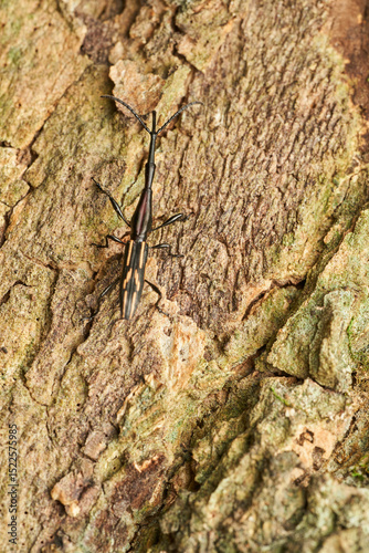 Brown insect blending on tree bark