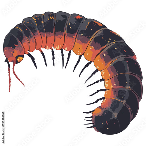 millipede, insect, animal, vector, transparent background, organism, diplopoda, nature, isolated, crawling, wildlife, small, creature
