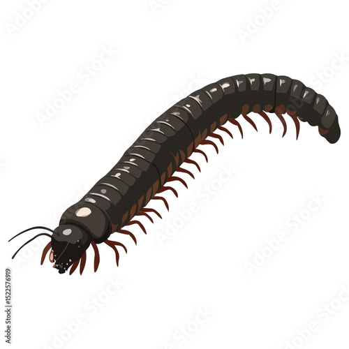 millipede, insect, animal, vector, transparent background, organism, diplopoda, nature, isolated, crawling, wildlife, small, creature
