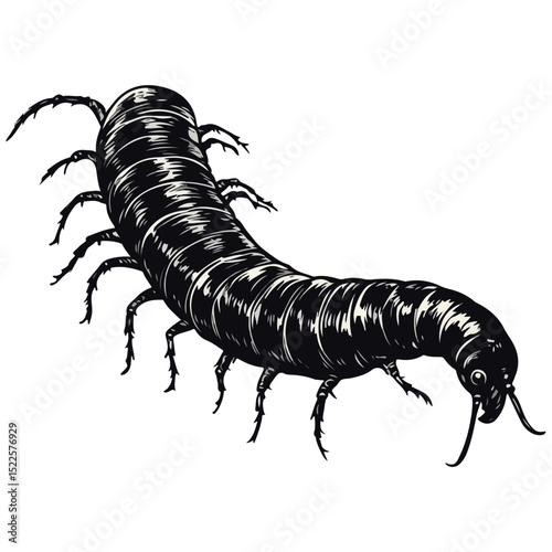 millipede, insect, animal, vector, transparent background, organism, diplopoda, nature, isolated, crawling, wildlife, small, creature