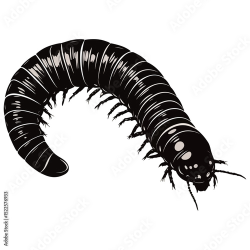 millipede, insect, animal, vector, transparent background, organism, diplopoda, nature, isolated, crawling, wildlife, small, creature