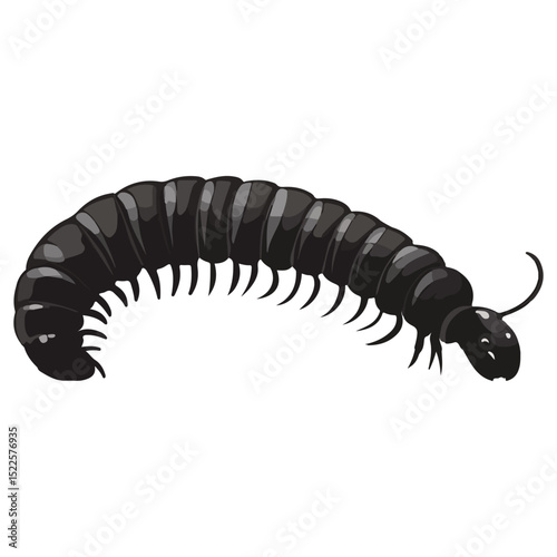 millipede, insect, animal, vector, transparent background, organism, diplopoda, nature, isolated, crawling, wildlife, small, creature