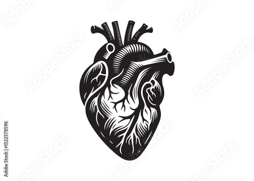 Anatomical Heart Silhouette Black Vector White Background