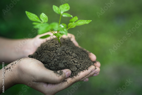 Nurturing Green Growth: A close-up shot of hands cradling a seedling in a rich soil, symbolizing growth, care, and the essence of life. photo