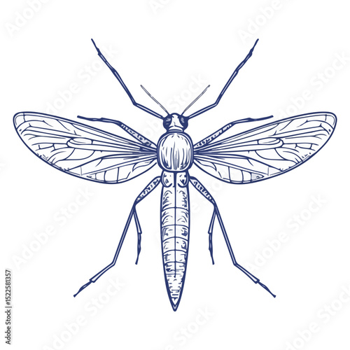 mosquito, insect, animal, vector, transparent background, creature, culicidae, nature, isolated, natural, wings, small, wildlife, malaria, pest