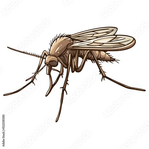 mosquito, insect, animal, vector, transparent background, creature, culicidae, nature, isolated, natural, wings, small, wildlife, malaria, pest