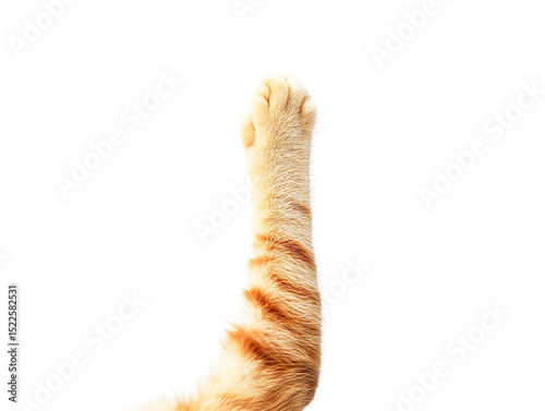 Orange tabby cat paw reaching up, isolated on transparent background