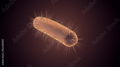Microscopic Structure of a Single Bacterial Cell