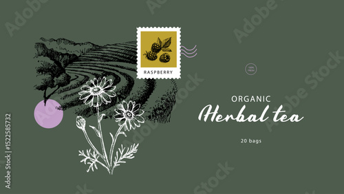 Herbal tea collage banner with vintage field, chamomile flowers and postage stamp. Natural eco product. Hand drawn vector illustration