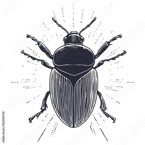 scarab, insect, animal, vector, transparent background, creature, scarabaeidae, nature, isolated, invertebrate, wildlife, coleoptera, arthropod, fauna, chafer