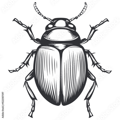 scarab, insect, animal, vector, transparent background, creature, scarabaeidae, nature, isolated, invertebrate, wildlife, coleoptera, arthropod, fauna, chafer