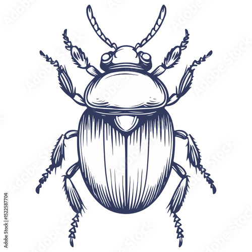 scarab, insect, animal, vector, transparent background, creature, scarabaeidae, nature, isolated, invertebrate, wildlife, coleoptera, arthropod, fauna, chafer