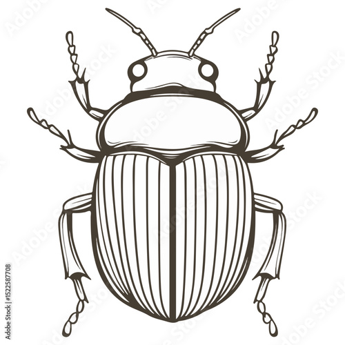 scarab, insect, animal, vector, transparent background, creature, scarabaeidae, nature, isolated, invertebrate, wildlife, coleoptera, arthropod, fauna, chafer