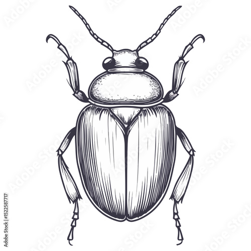 scarab, insect, animal, vector, transparent background, creature, scarabaeidae, nature, isolated, invertebrate, wildlife, coleoptera, arthropod, fauna, chafer