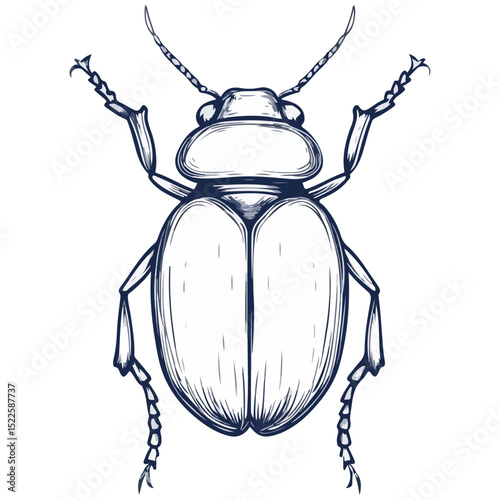 scarab, insect, animal, vector, transparent background, creature, scarabaeidae, nature, isolated, invertebrate, wildlife, coleoptera, arthropod, fauna, chafer