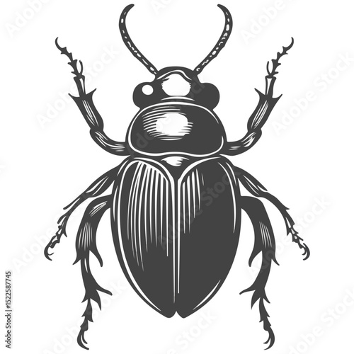 scarab, insect, animal, vector, transparent background, creature, scarabaeidae, nature, isolated, invertebrate, wildlife, coleoptera, arthropod, fauna, chafer
