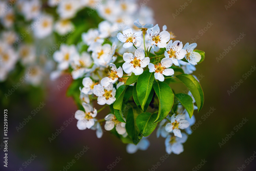 Blossoming pear tree Blossoming pear tree