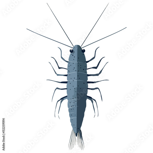 silverfish, insect, animal, vector, transparent background, organism, lepisma saccharina, isolated, nature, pest, wildlife, small