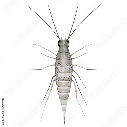 silverfish, insect, animal, vector, transparent background, organism, lepisma saccharina, isolated, nature, pest, wildlife, small