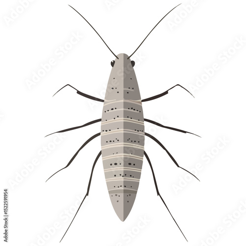 silverfish, insect, animal, vector, transparent background, organism, lepisma saccharina, isolated, nature, pest, wildlife, small