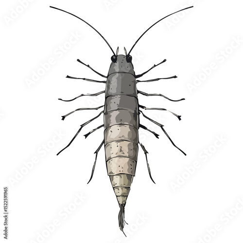 silverfish, insect, animal, vector, transparent background, organism, lepisma saccharina, isolated, nature, pest, wildlife, small
