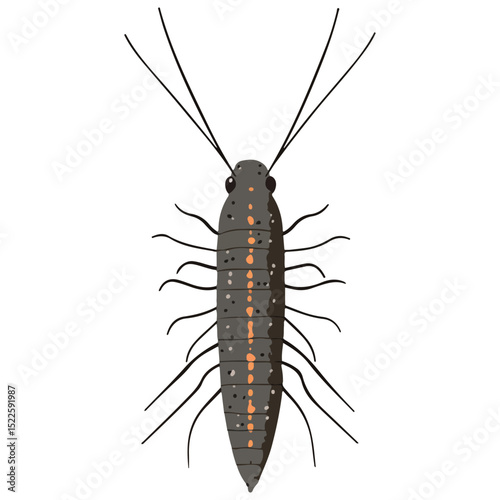 silverfish, insect, animal, vector, transparent background, organism, lepisma saccharina, isolated, nature, pest, wildlife, small