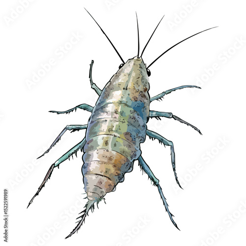 silverfish, insect, animal, vector, transparent background, organism, lepisma saccharina, isolated, nature, pest, wildlife, small