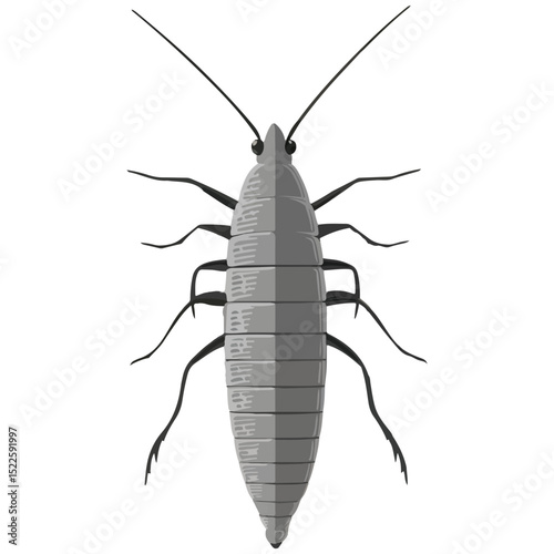 silverfish, insect, animal, vector, transparent background, organism, lepisma saccharina, isolated, nature, pest, wildlife, small