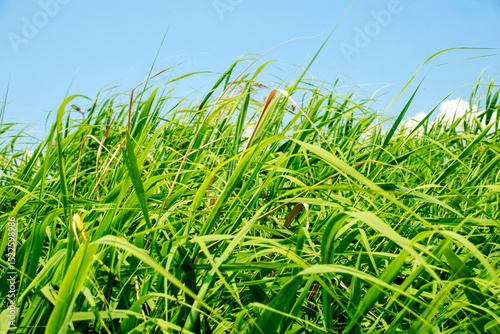 Fototapeta Naklejka Na Ścianę i Meble -  green grass and blue sky