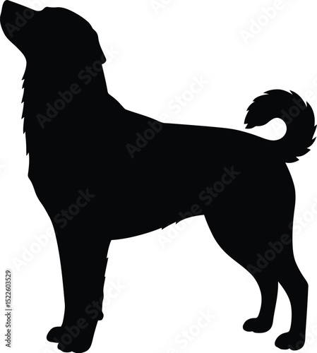 Silhouette of a standing dog looking up