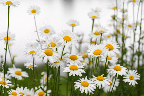 Cose up of blooming white daisies, chamomile with yellow centers growing in a lush meadow background. Oxeye daisy, Leucanthemum vulgare, Common daisy, Dog daisy. Gardening, plant breeding