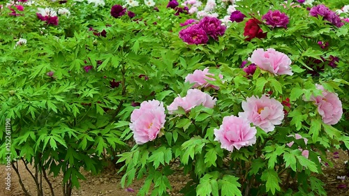 Wallpaper Mural Peonies swaying in the countryside Torontodigital.ca
