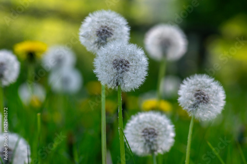 Common dandelion Taraxacum officinale faded flowers looks like snow ball, ripe cypselae fruits photo