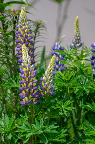 Lupinus polyphyllus large leaved lupine flowers in bloom, white blue flowering tall ornamental wild plant, green leaves