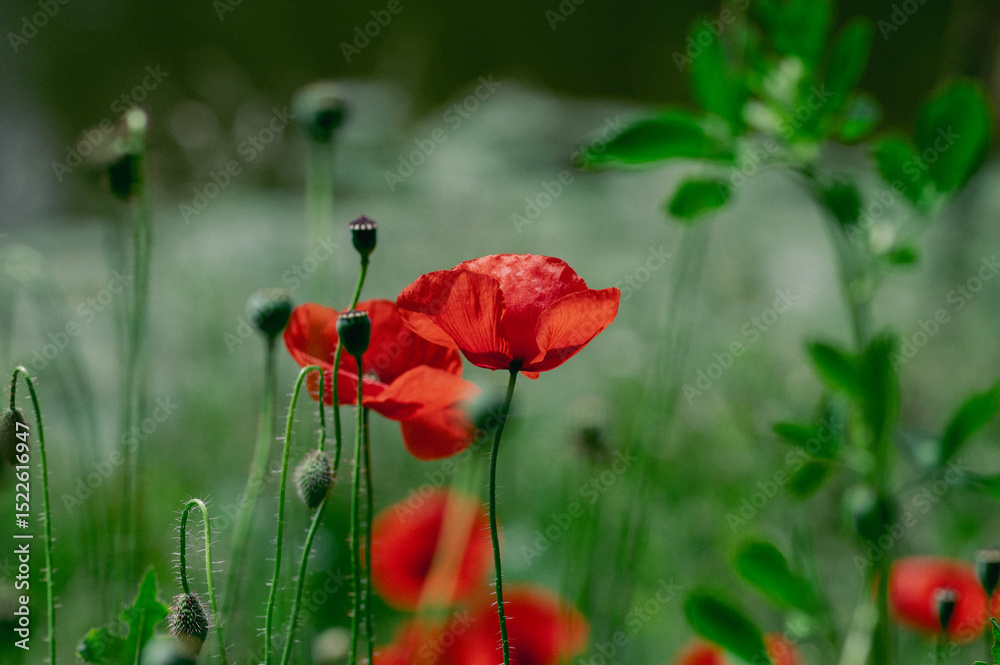 Obraz premium Papaver rhoeas common poppy seed bright red flowers in bloom, group of flowering plants on meadow, wild plant
