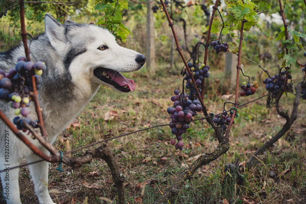 Obraz premium A beautiful husky dog in the vineyard