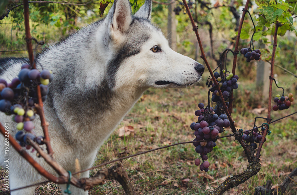 Obraz premium A beautiful husky dog in the vineyard