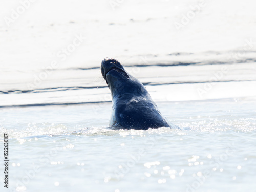 Phoque gris Halichoerus grypus nageant paisiblement dans l’eau, mammifère marin, faune sauvage côtière, phoque d’Europe, animal aquatique en mouvement