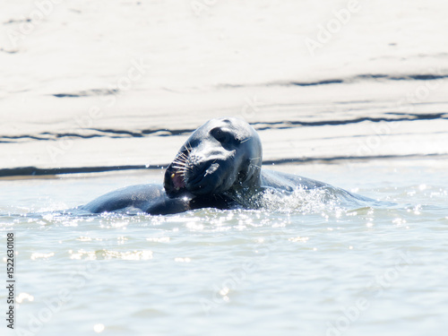 Deux phoques gris Halichoerus grypus jouant dans l’eau, mammifères marins en interaction, faune marine côtière, comportement social animal, phoque européen en mouvement